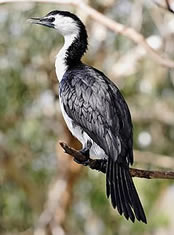 Little Pied Cormorant